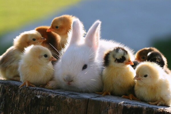 Кролик окружённый пушистым цыплятами