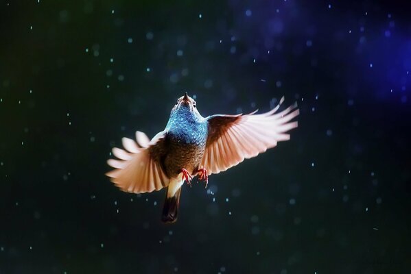 Heller Vogel Wir fliegen im Regen in den Himmel