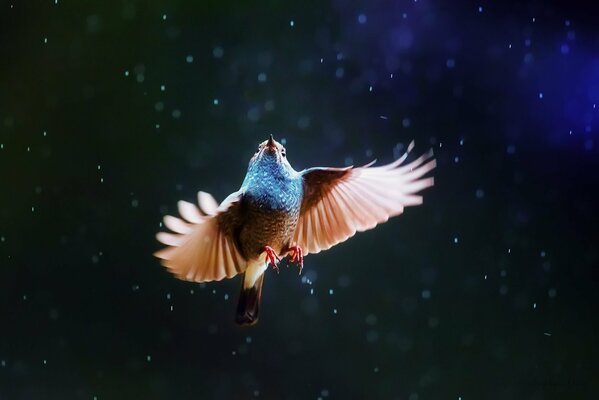 Bright bird flying in the sky in the rain