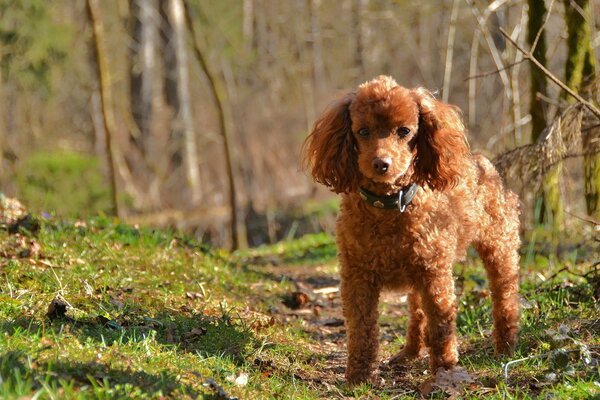 Bronzepudel im sonnigen Wald