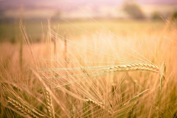 В поле рожи и пшеницы с колосьями