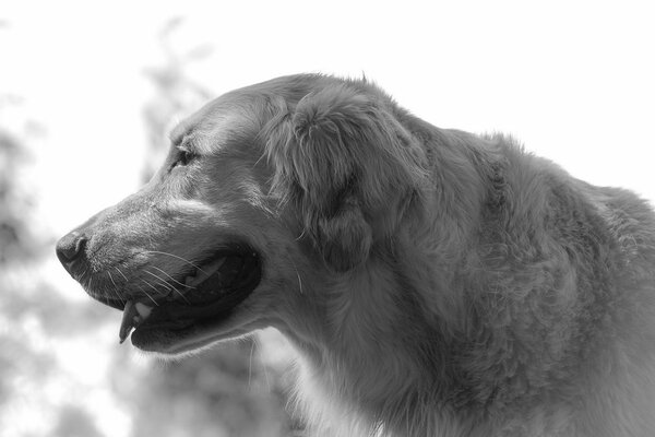 Photo in CB, retriever on the background of trees