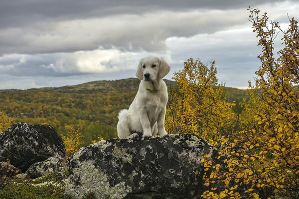 Il cane si siede sulla pietra nei colori gialli