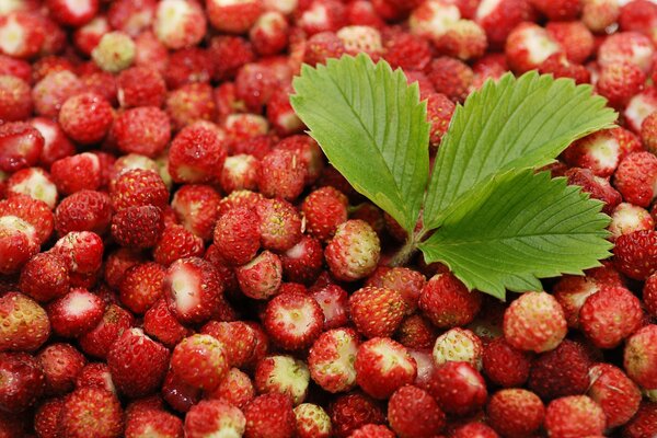 Dispersione di bacche di fragole fresche con una foglia