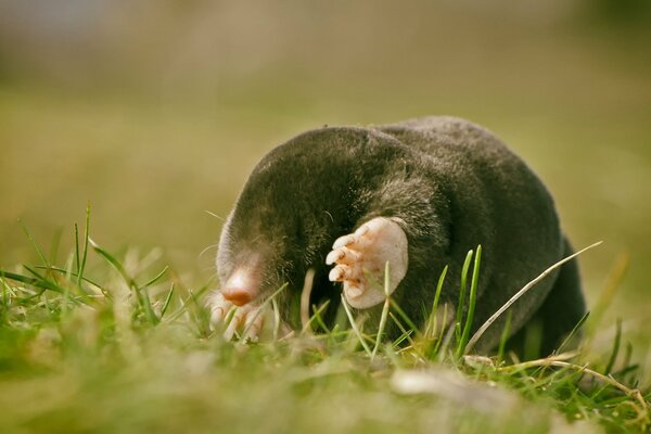 Mole en la superficie del césped