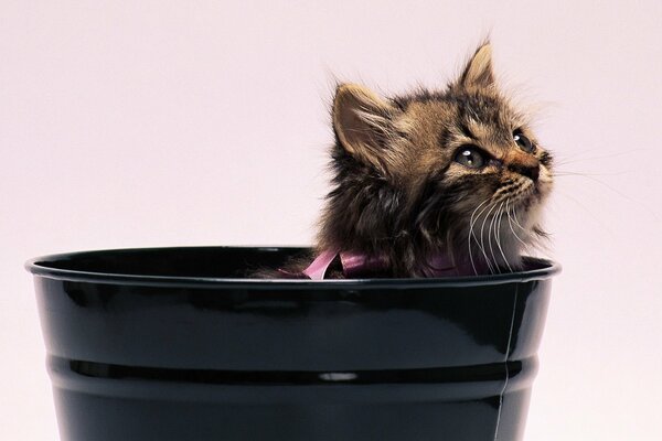 Fluffy cat with a bow in a bucket