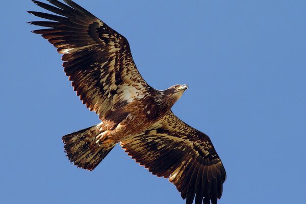 Ein Adler schwebt mit ausgestreckten Flügeln am Himmel.