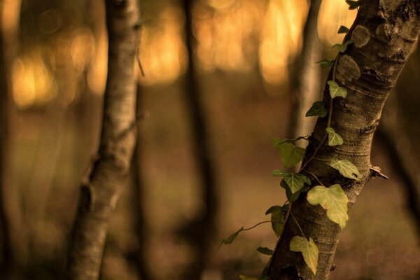 Dans la forêt entre les arbres à l aube