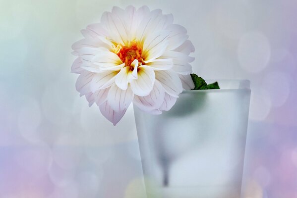 White dahlia standing in a vase