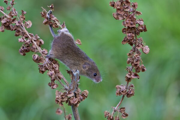 A mouse climbs over a withered plant