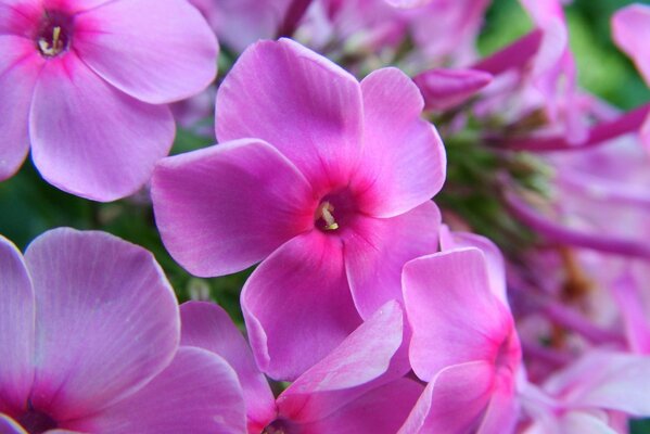 Schöne helle rosa Phlox im Hochsommer