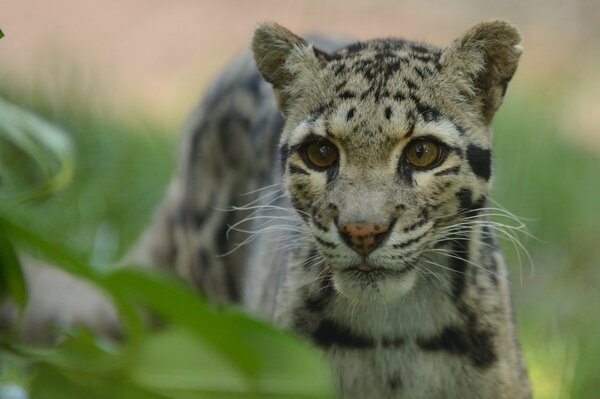 Un joven leopardo se esconde en los arbustos