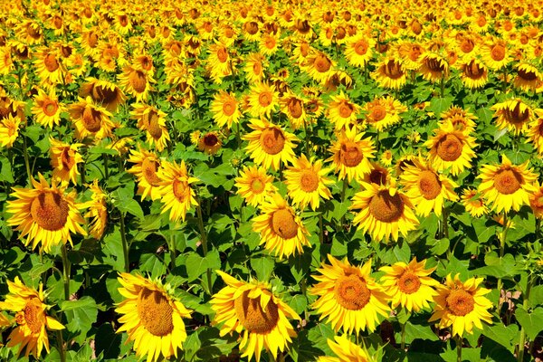 Sonnenfeld der gelben Sonnenblumen