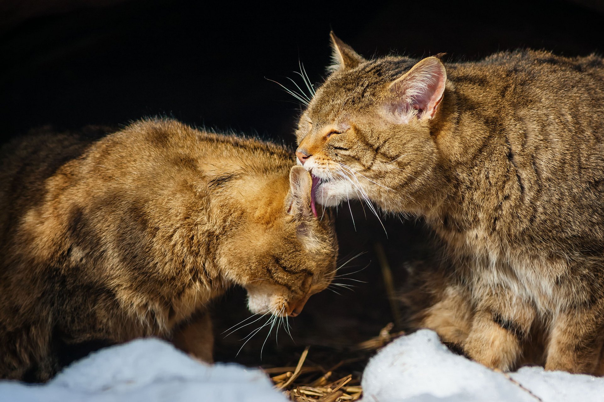 grau zärtlichkeit katzen pflege zwei