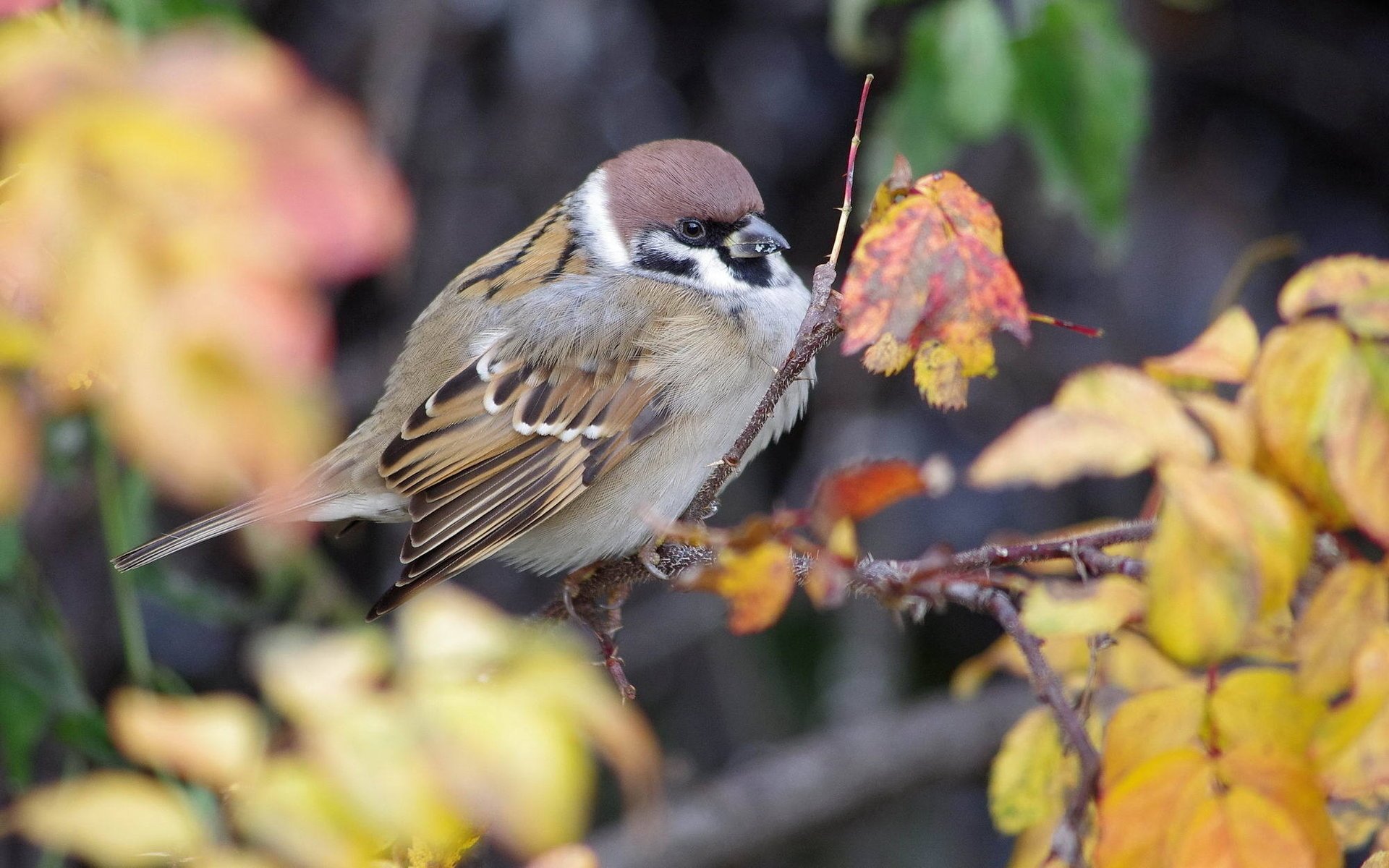 nature autumn branch sparrow foliage bird