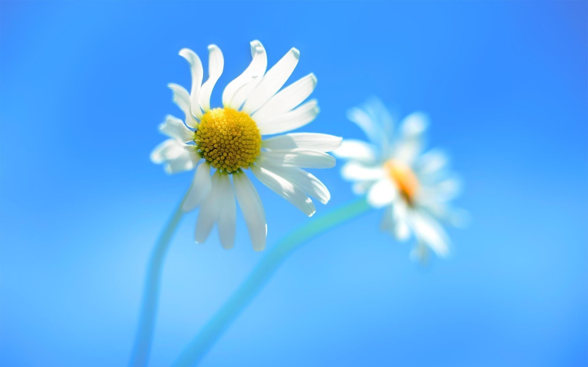 fleurs marguerites