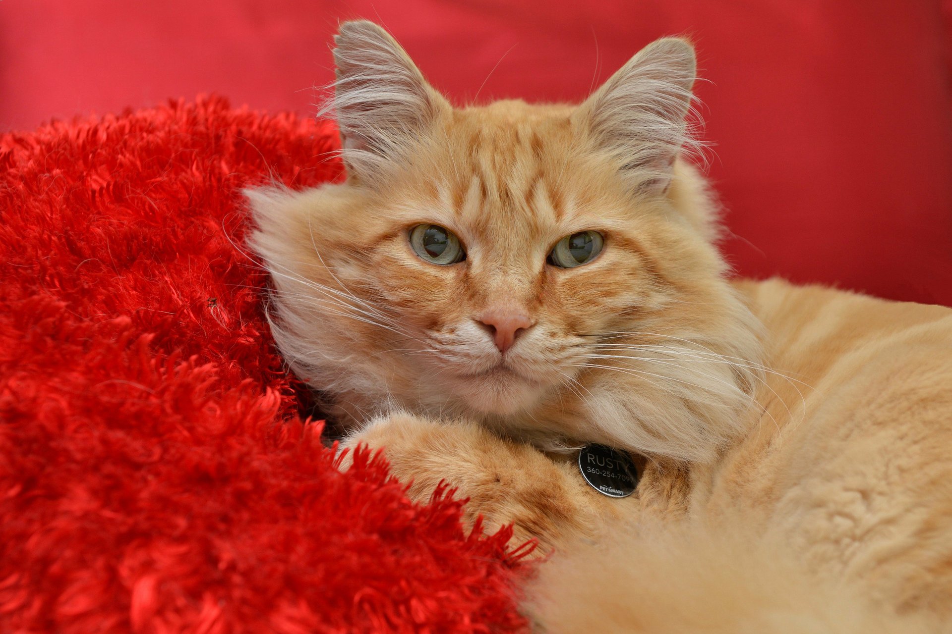 gato mirada fondo rojo pelirroja