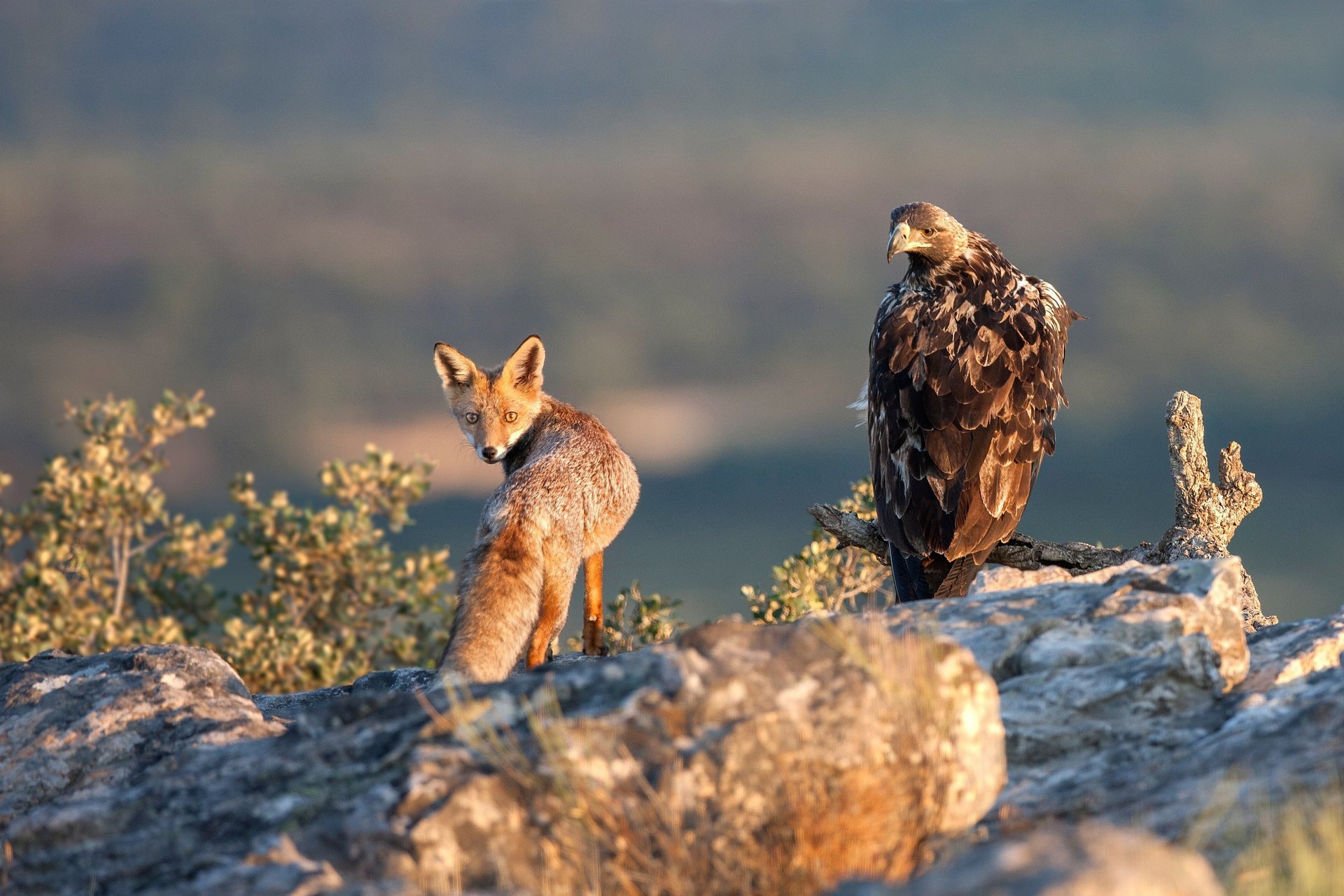 mortal enemies águila zorro mirada