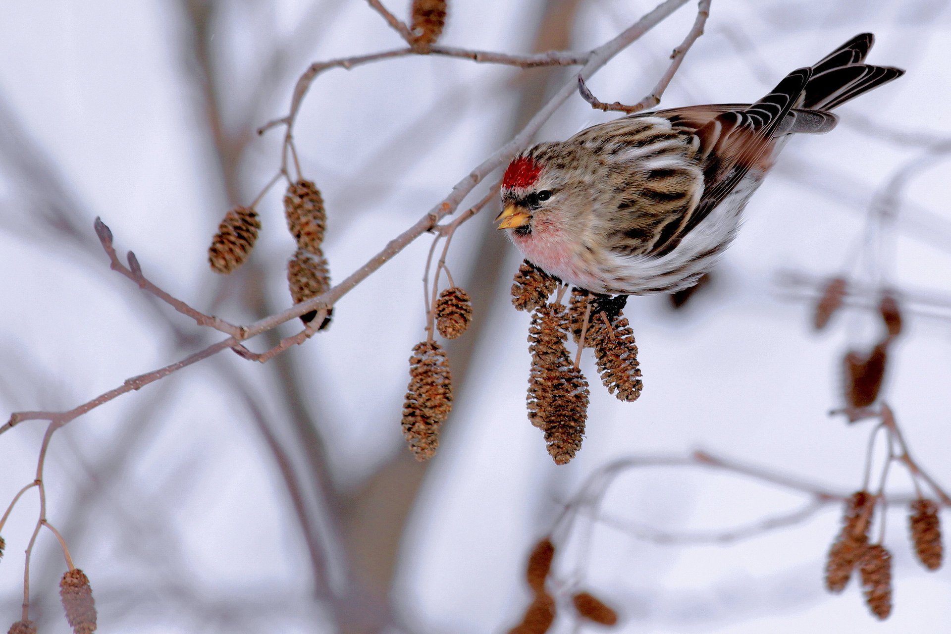 food alder winter bird branch