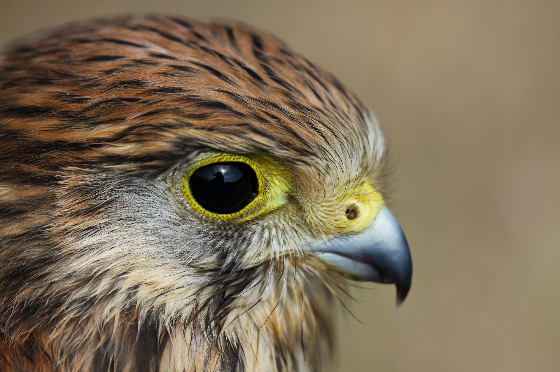 look kestrel bird profile