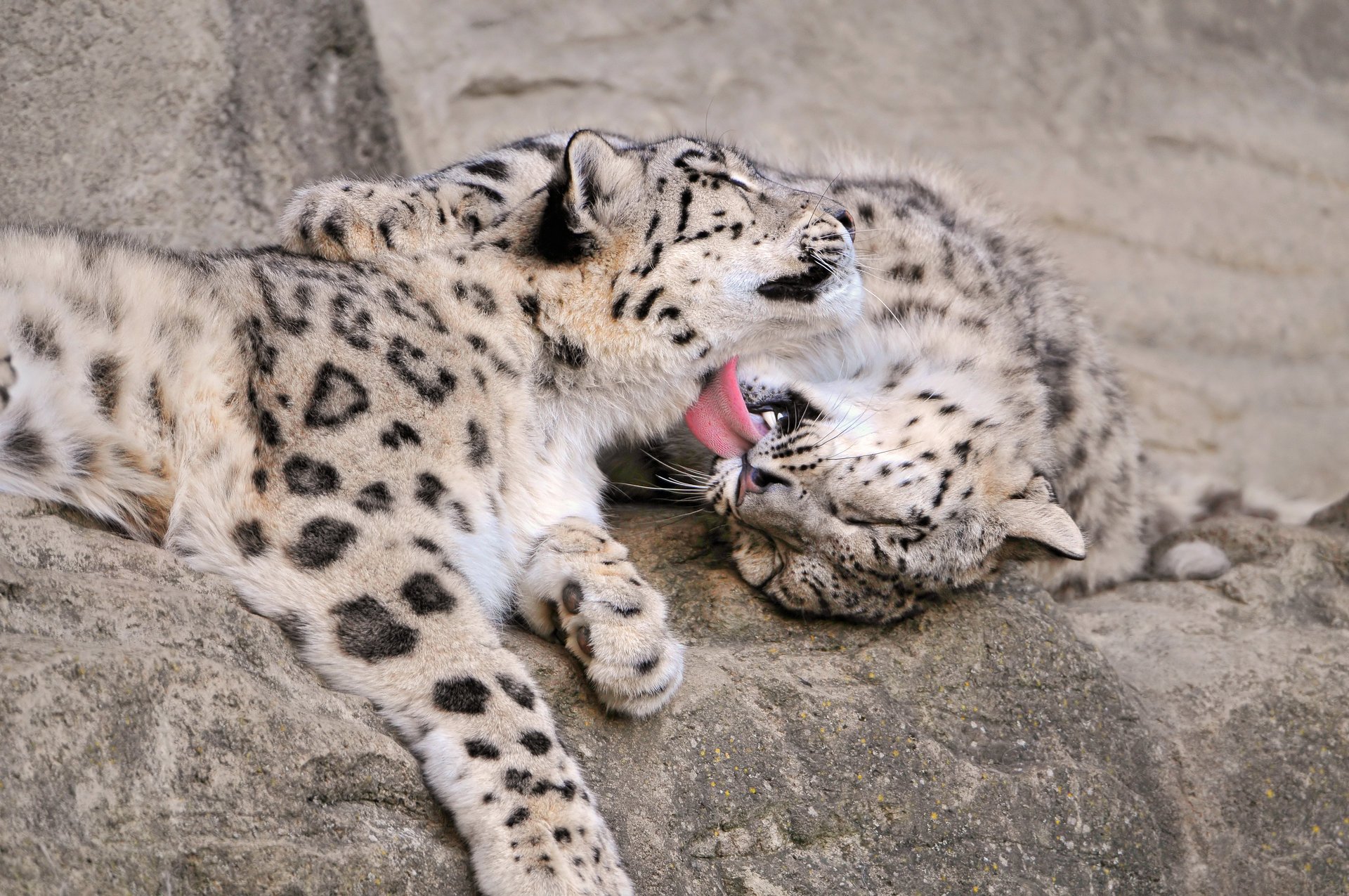 leopardo de las nieves gatos lengua amor irbis piedras