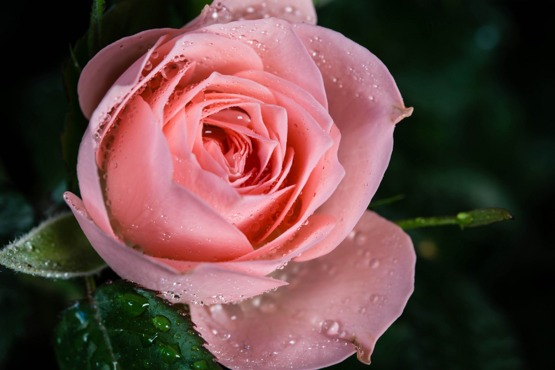 rosa macro rosa rocío gotas