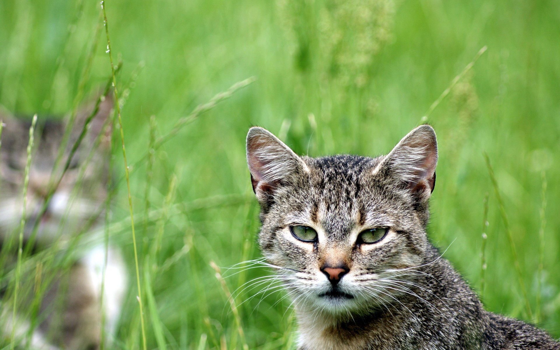 katze katze grüns katze schaut blick