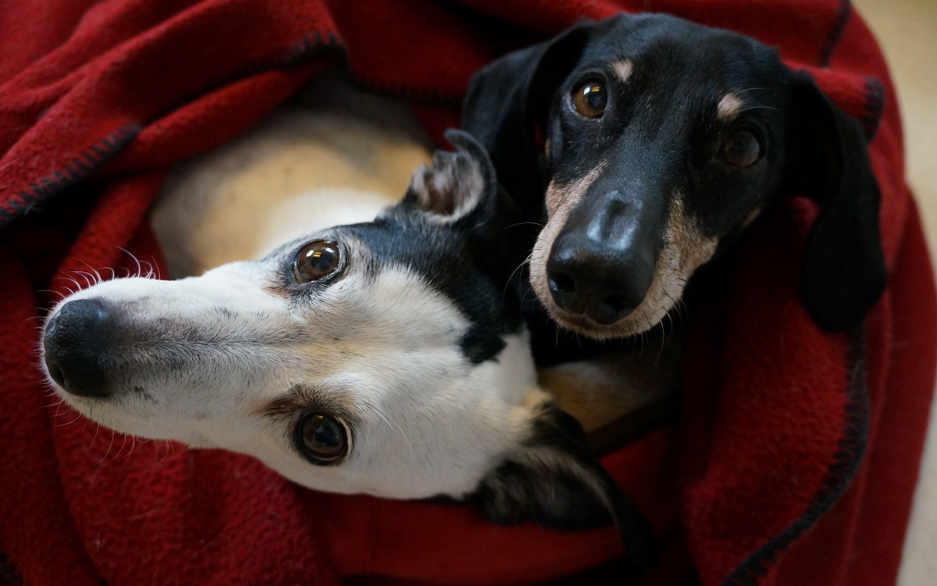 perros casa amigos