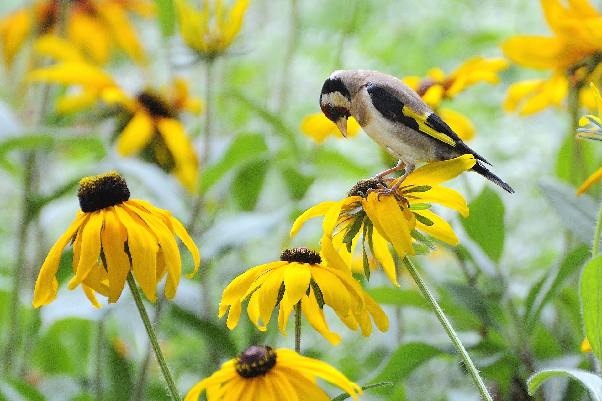 field goldfinch flowers yellow rudbeckia bird