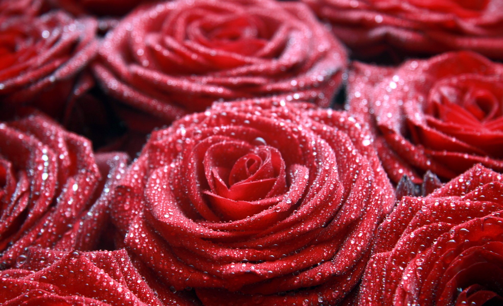 roses fleurs macro rosée goutte rouge