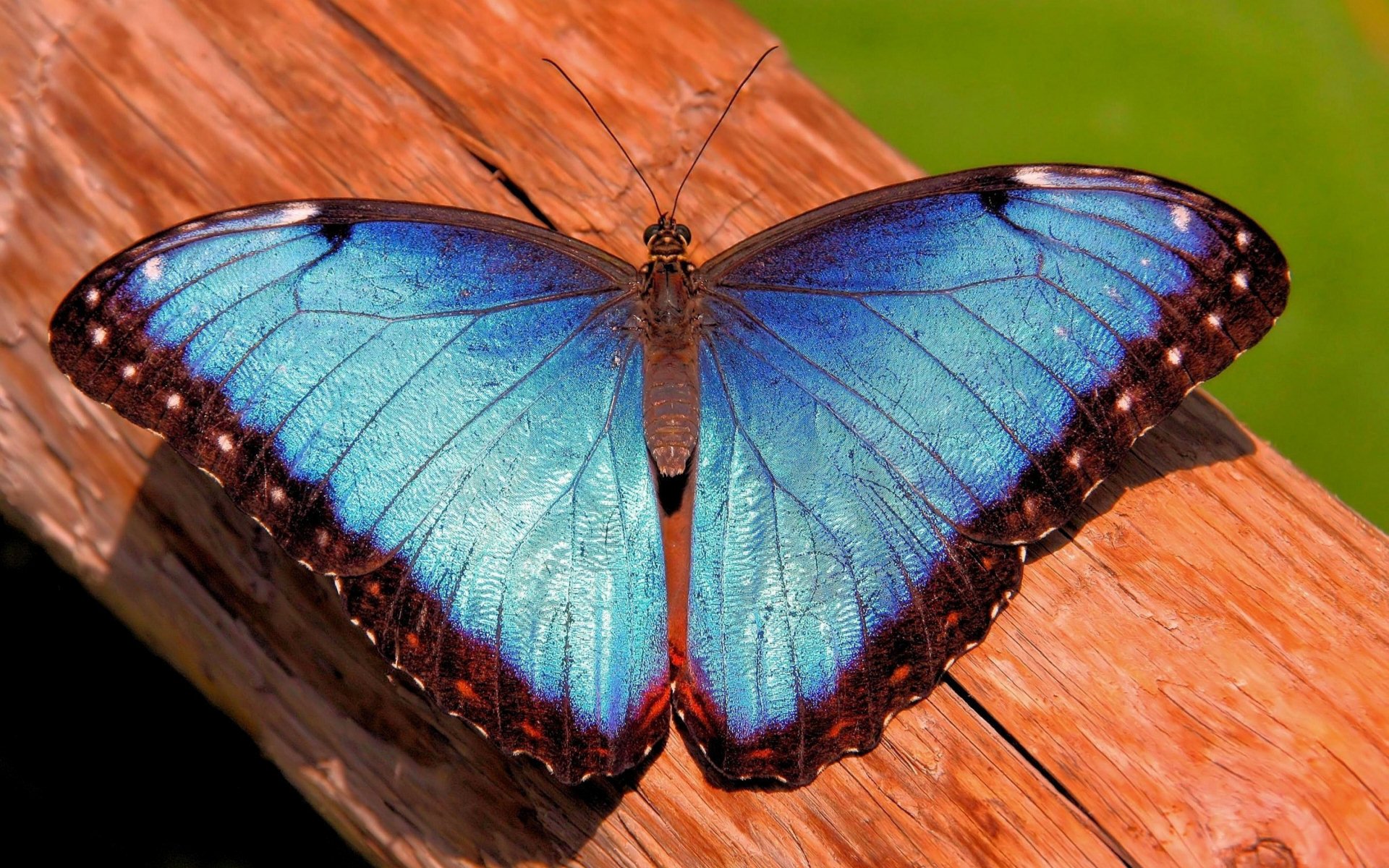 mariposa mrpho morpho tronco