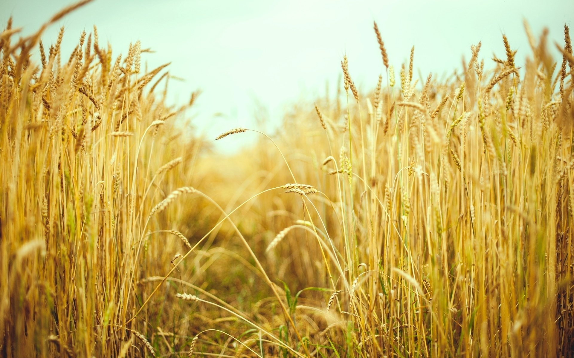 macro summer field spikelets ears rye wheat