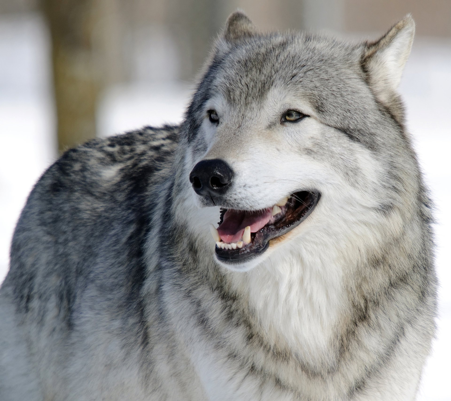 wolf raubtier schnauze porträt