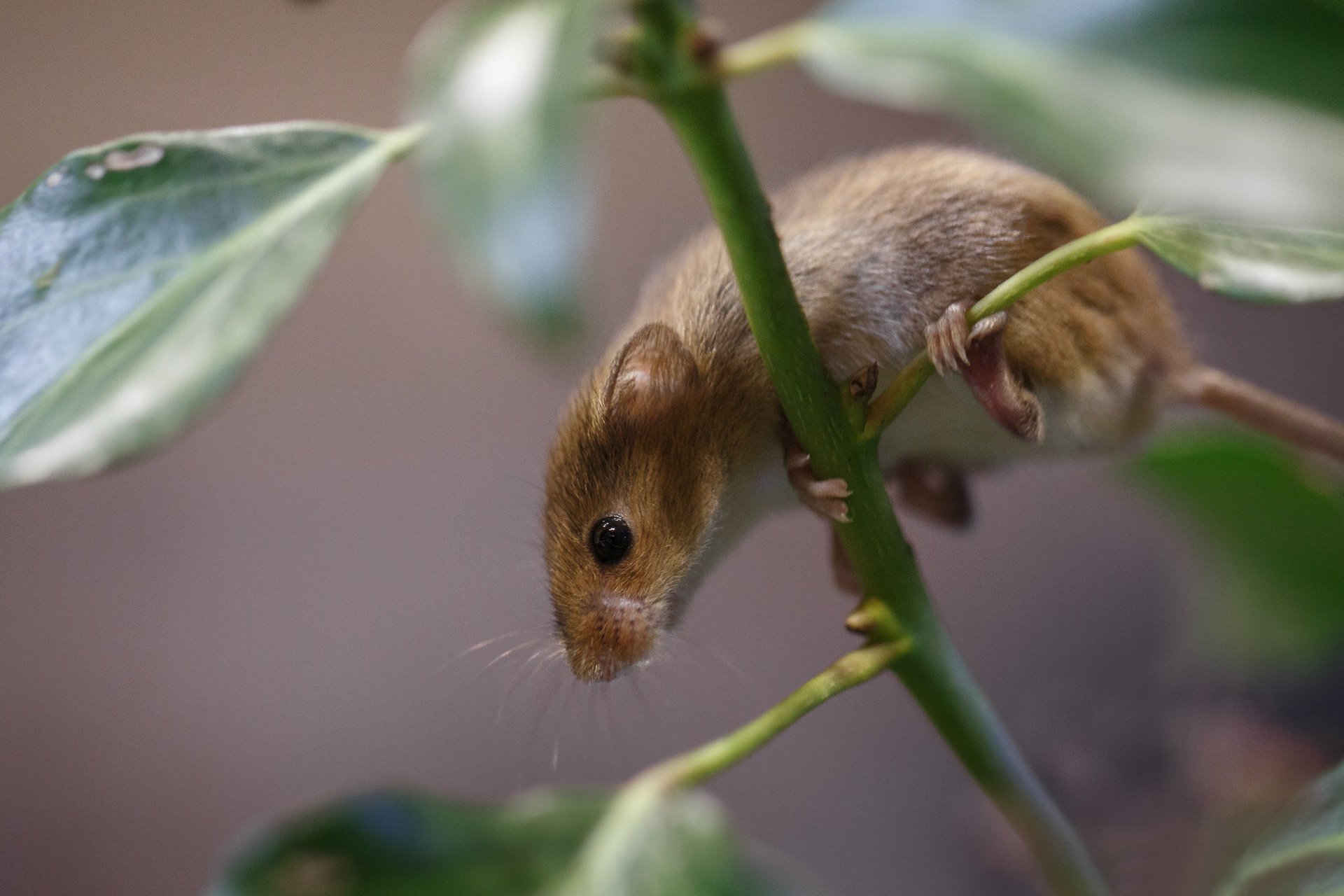 plante feuilles branche souris campagnol