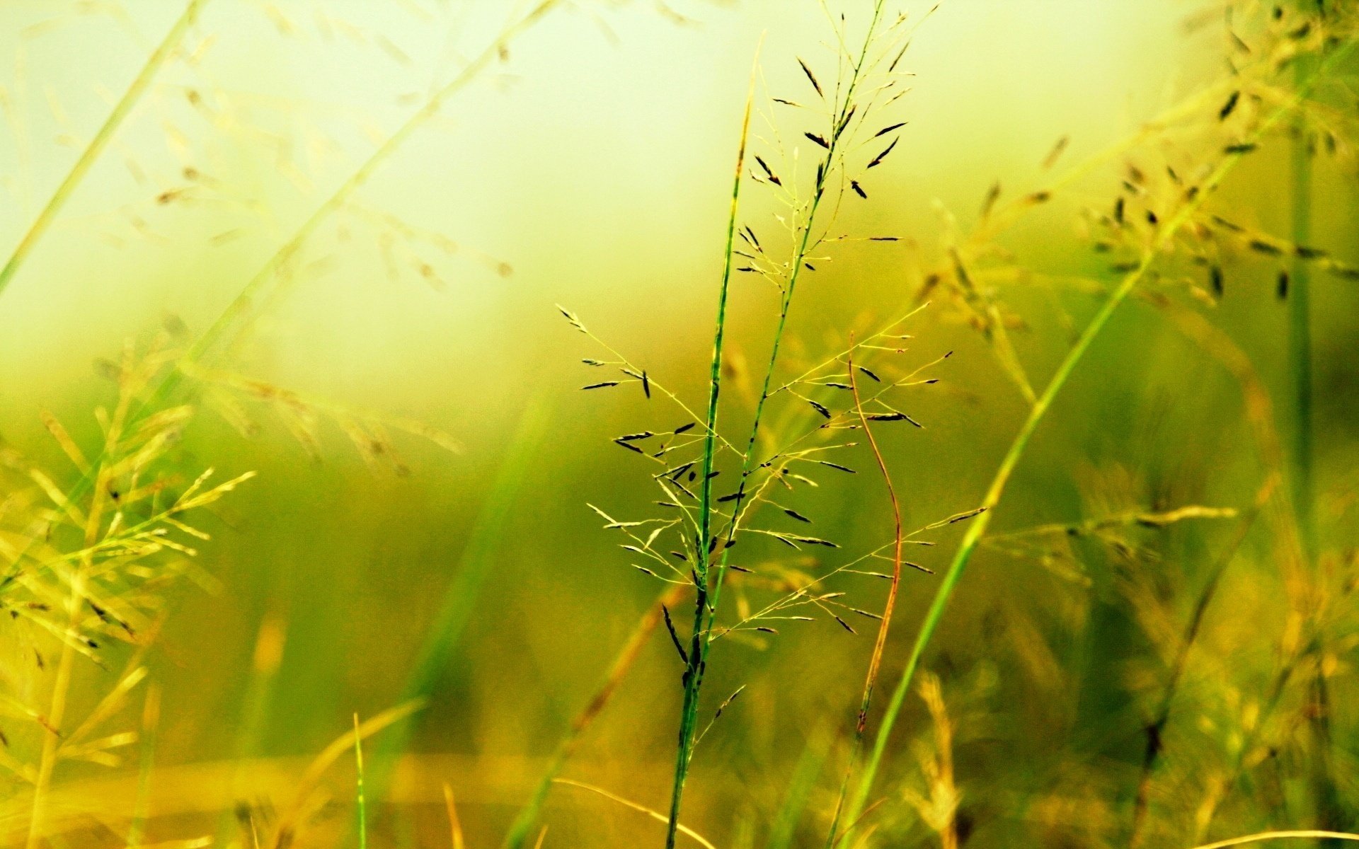 makro unschärfe pflanze vegetation grün