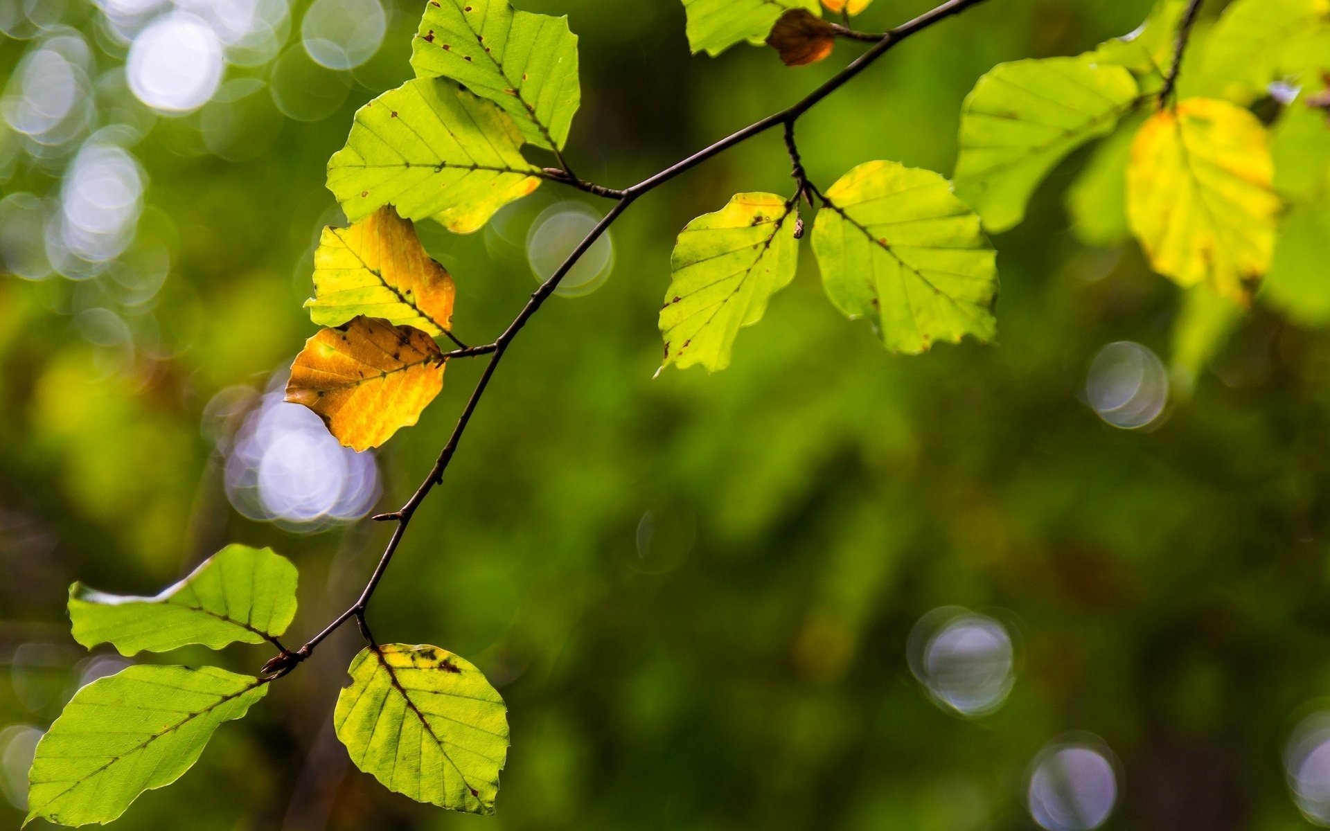 gros plan folioles arbre branche jaune feuille feuilles