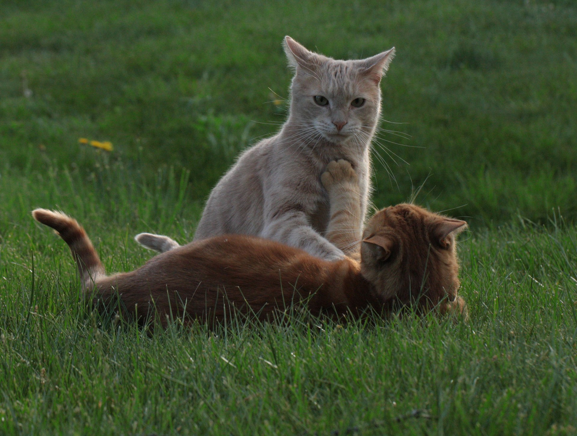 gras katze spiel rot katze