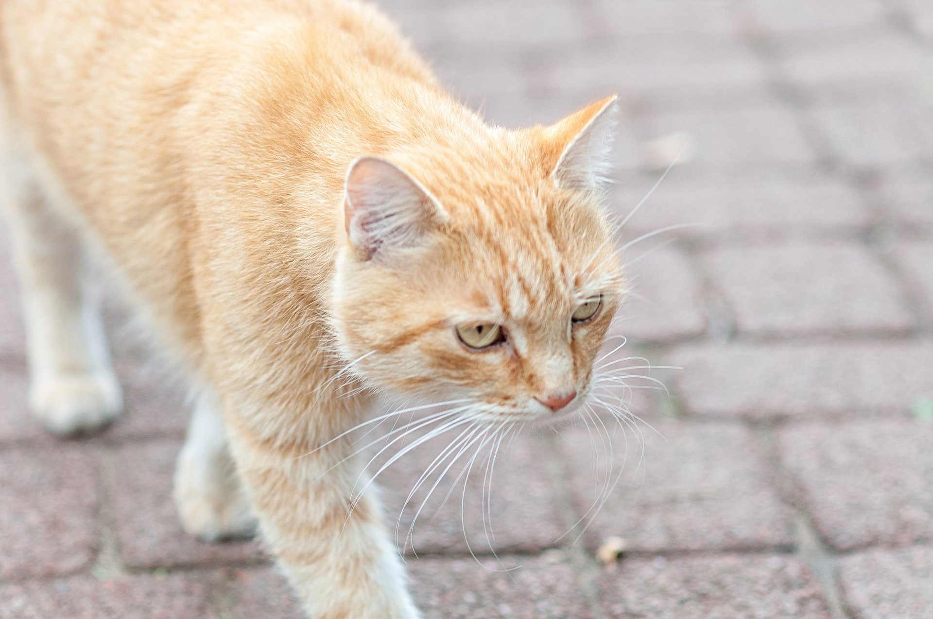 pavement cat ginger cat coming