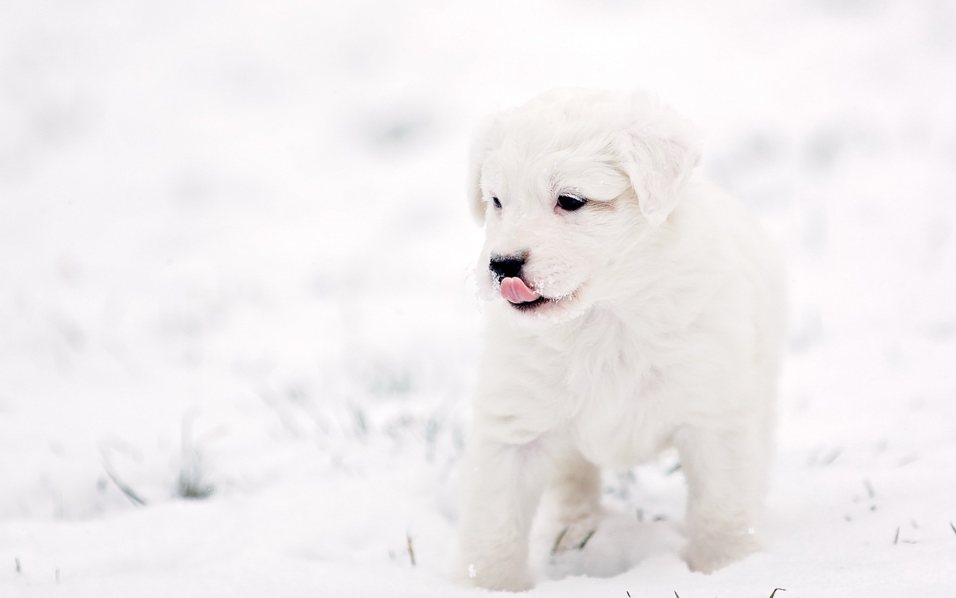 perro fondo cachorro