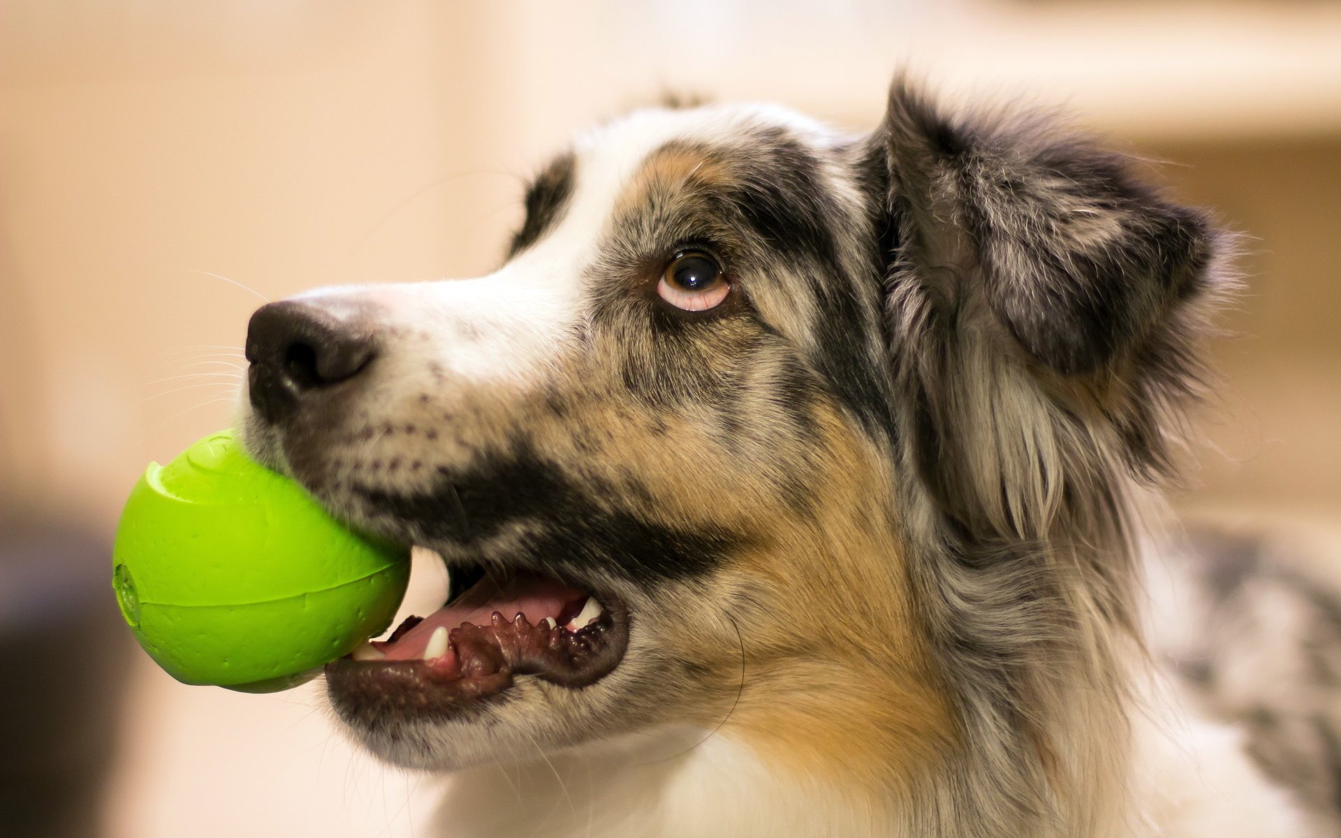 chien regard balle