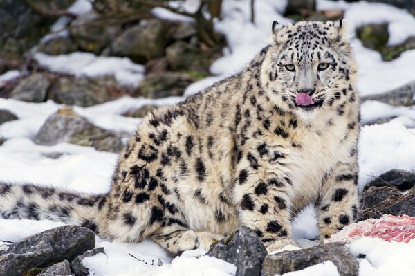 Leopardo de las Nieves le encanta comer