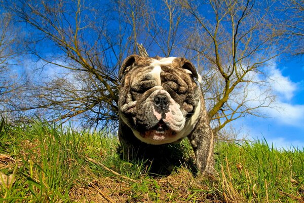 A contented muzzle walks on the grass in summer