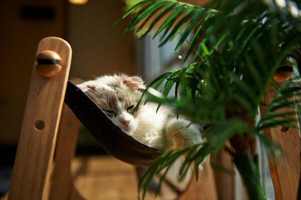 Repos paisible sur le transat