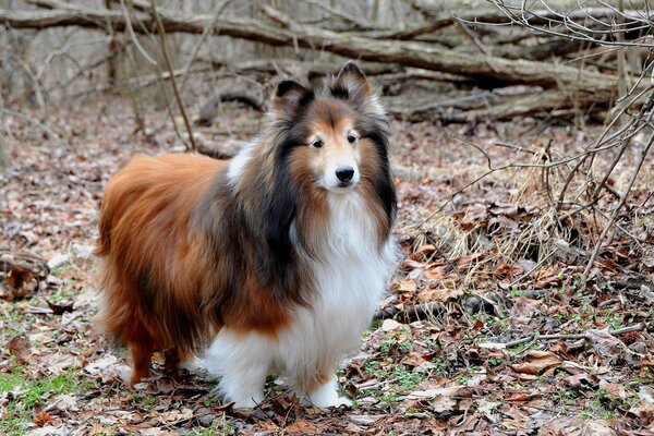 A dog on the background of the forest. Man s best friend