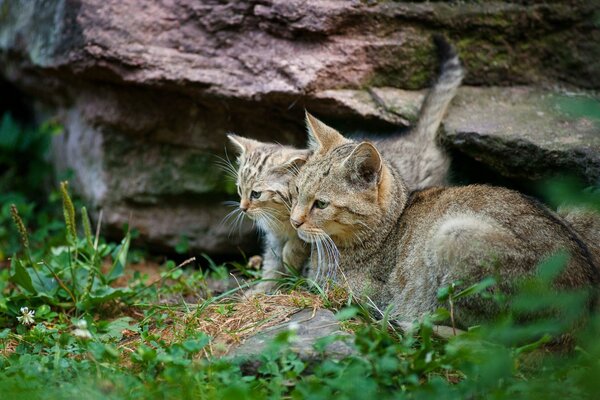 Mamá y su pequeño gatito cerca de las rocas