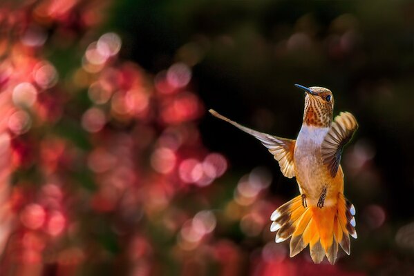 Hummingbird in flight on a red bokeh background