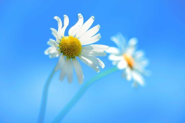 Fleur de camomille en réflexion sur fond bleu