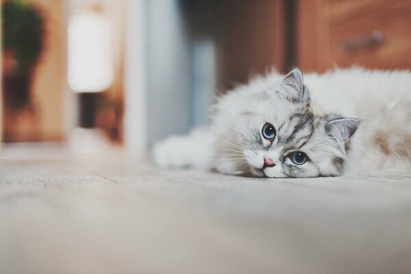 Cute, fluffy kitty with blue eyes