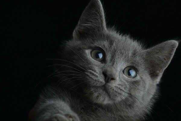 Retrato de un lindo gatito gris