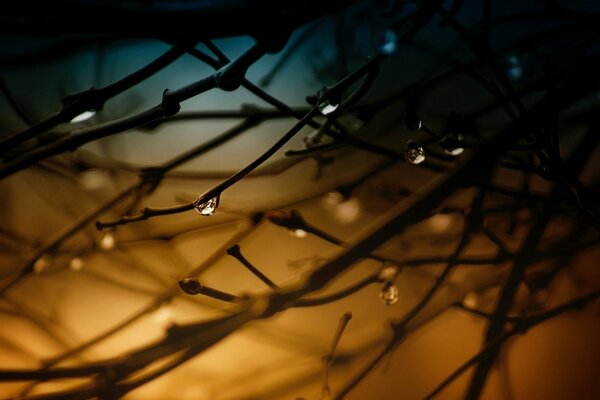 Gotas de rocío en las ramas en el fondo del amanecer